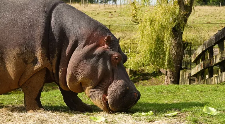 meet-the-hippos-whipsnade-zoo
